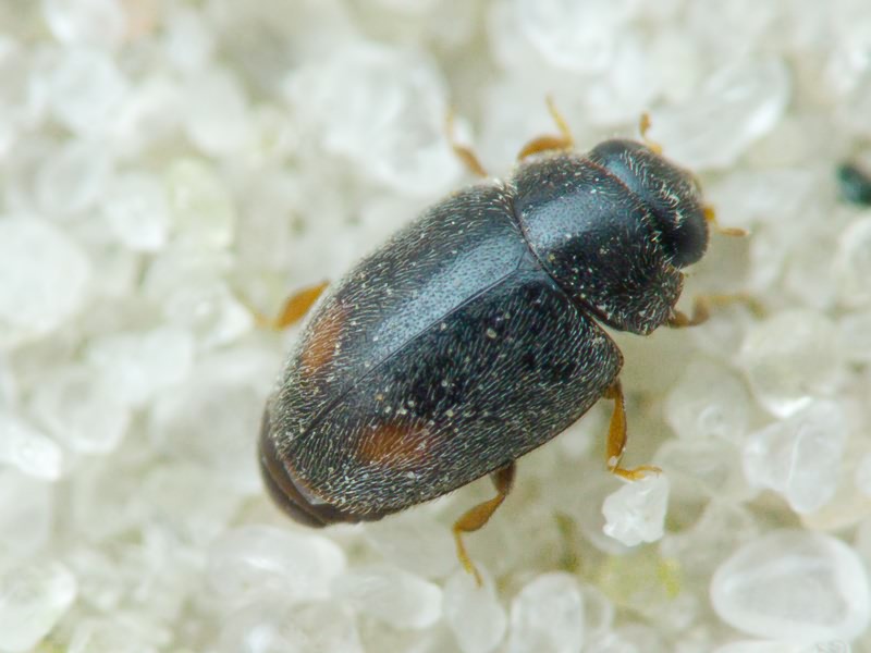 Scymniscus horioni (Fürsch, 1965)